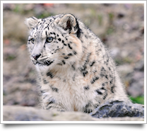 Snow Leopard image by 'Tambako the Jaguar (on the sea)' from Flickr